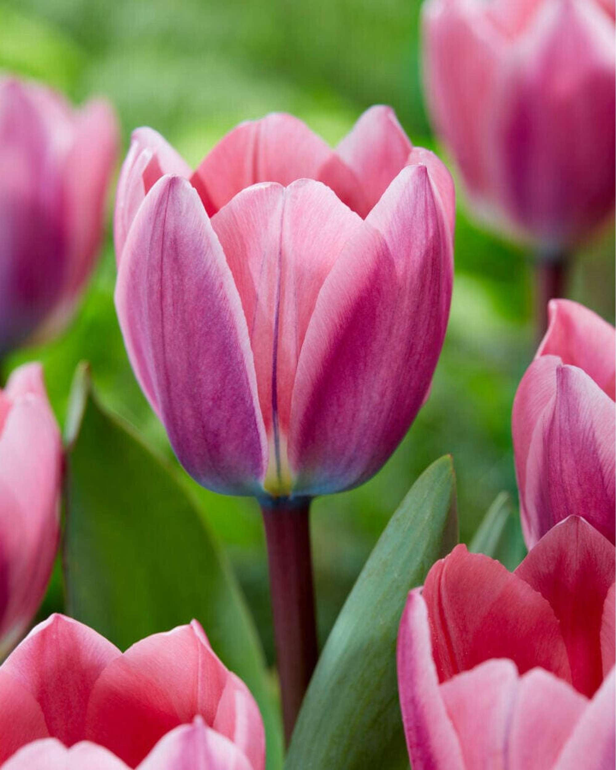Tulpe 'Light & Dreamy'